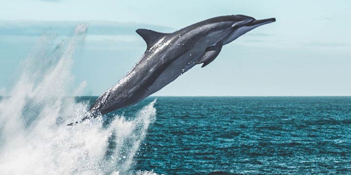 A dolphin is captured mid-leap above the ocean's surface, with water cascading off its body. The background is a calm sea stretching to the horizon under a clear sky. The dolphin's skin glistens in the sunlight, highlighting the grace and agility of these marine mammals.