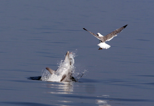 Kelly, the gull-baiting dolphin