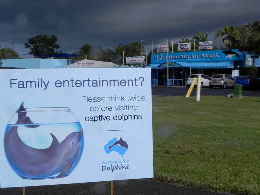 Please, think twice before visiting dolphins in captivity.
