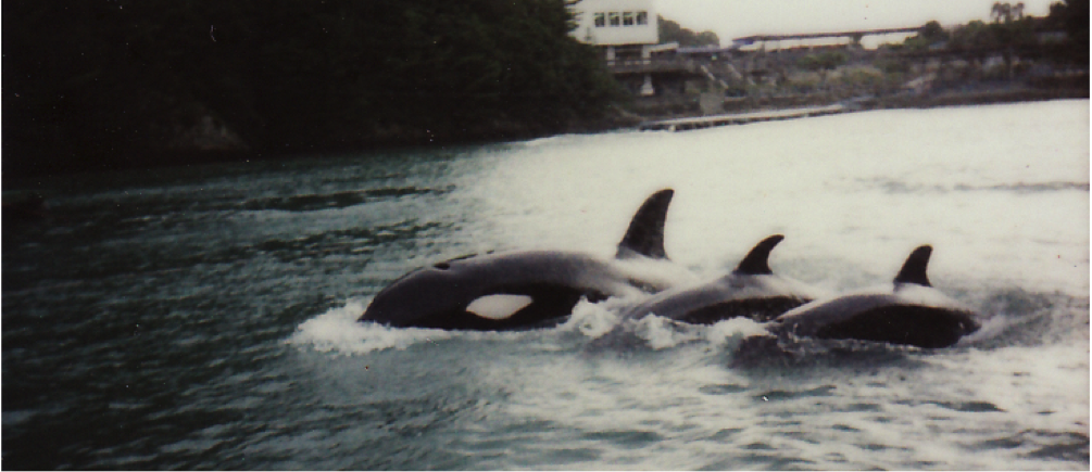 orcas Japan
