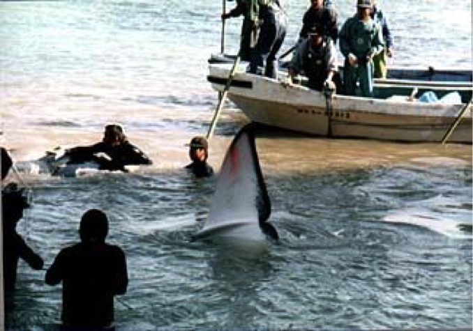 whale being captured in Taiji