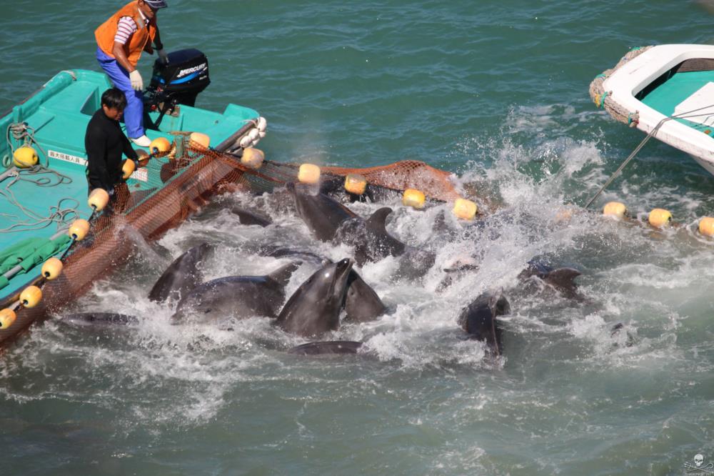 Terrified dolphins try to escape. Photo: Sea Shepherd Conservation Society