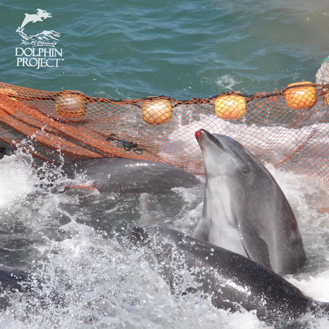 Injured dolphin struggles to escape its captors. Photo: Ric O’Barry’s Dolphin Project