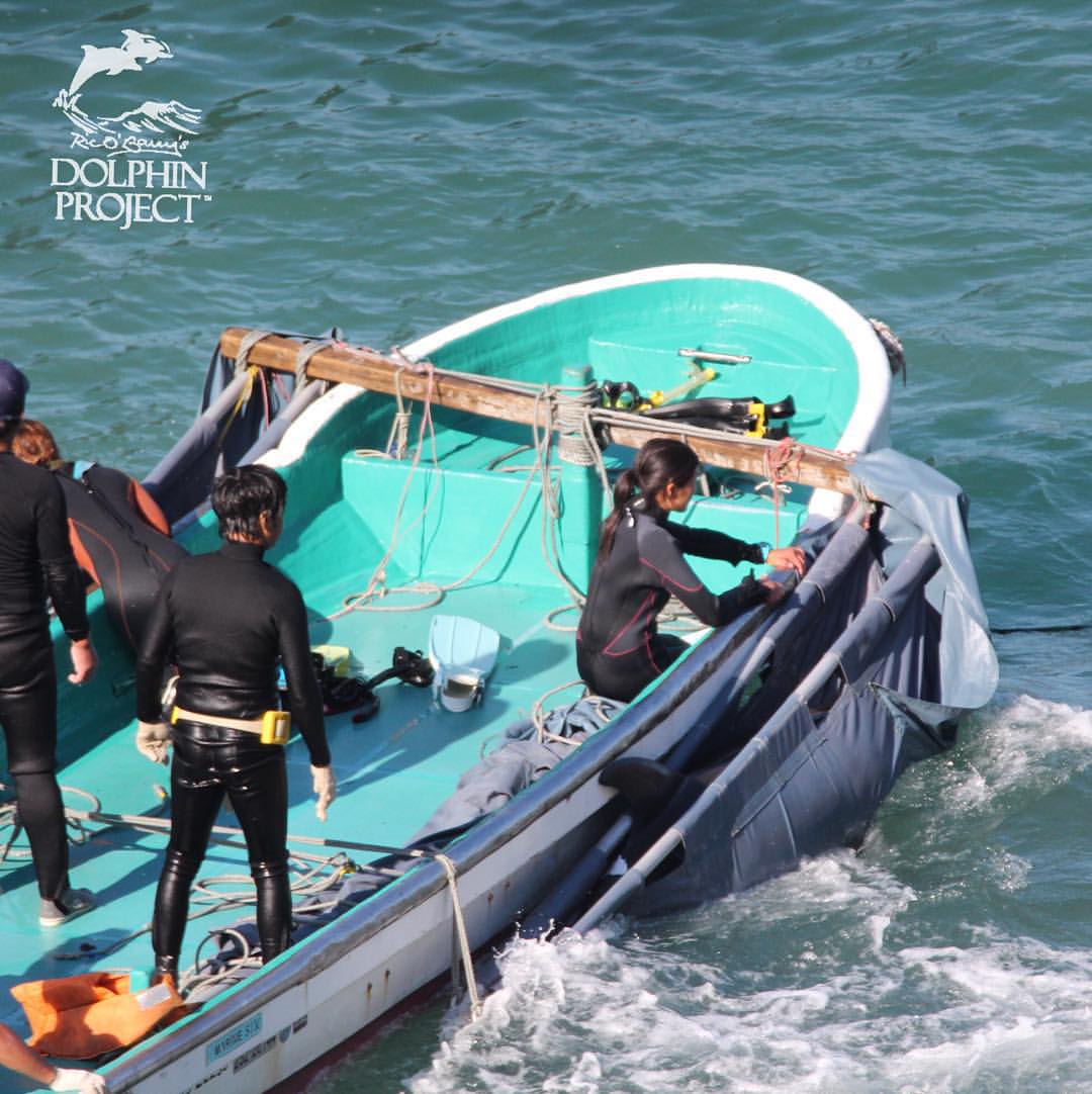 Dolphin trainers helping to take two dolphins out of the wild. Photo: Ric O’Barry’s Dolphin Project