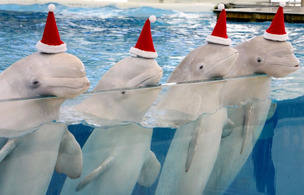 Beluga whales forced to wear demeaning Santa hats