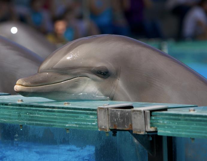 sad captive dolphin