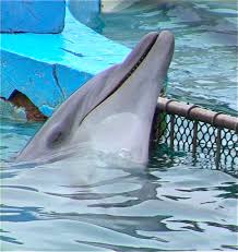 sad dolphin